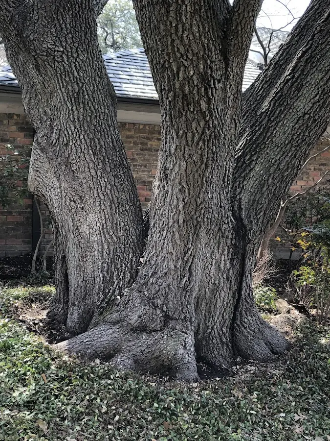 Mature heritage tree close to a Michigamme property cared for by certified arborists